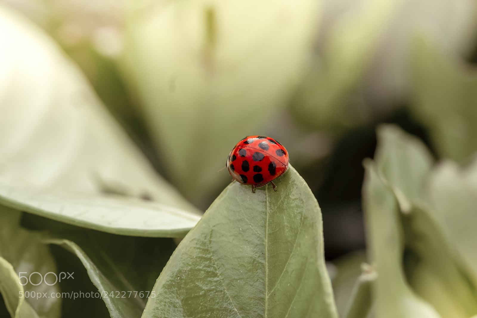 Fujifilm X-T2 sample photo. Passing photography