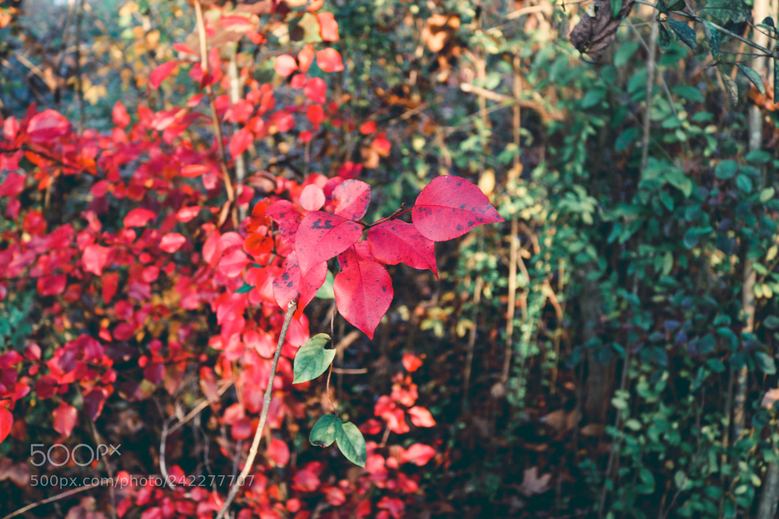 Canon EOS 750D (EOS Rebel T6i / EOS Kiss X8i) sample photo. Warmth photography