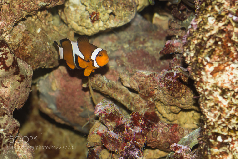 Canon EOS 60D sample photo. Lips clown fish photography