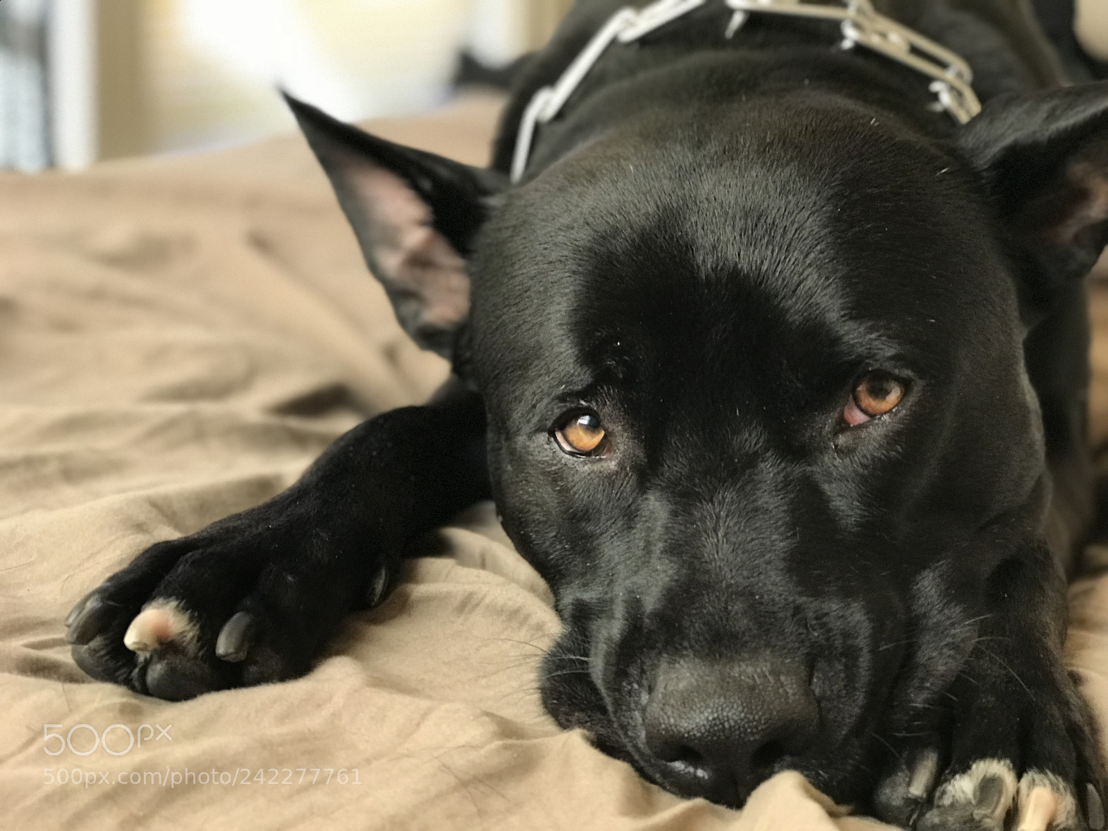 Apple iPhone 7 Plus sample photo. Jt photography
