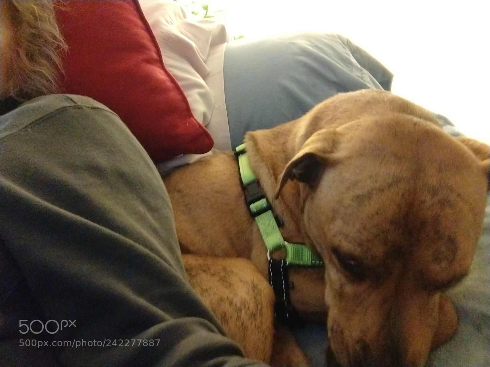 Motorola Moto Z (2) sample photo. Pillow puppy quasi photography