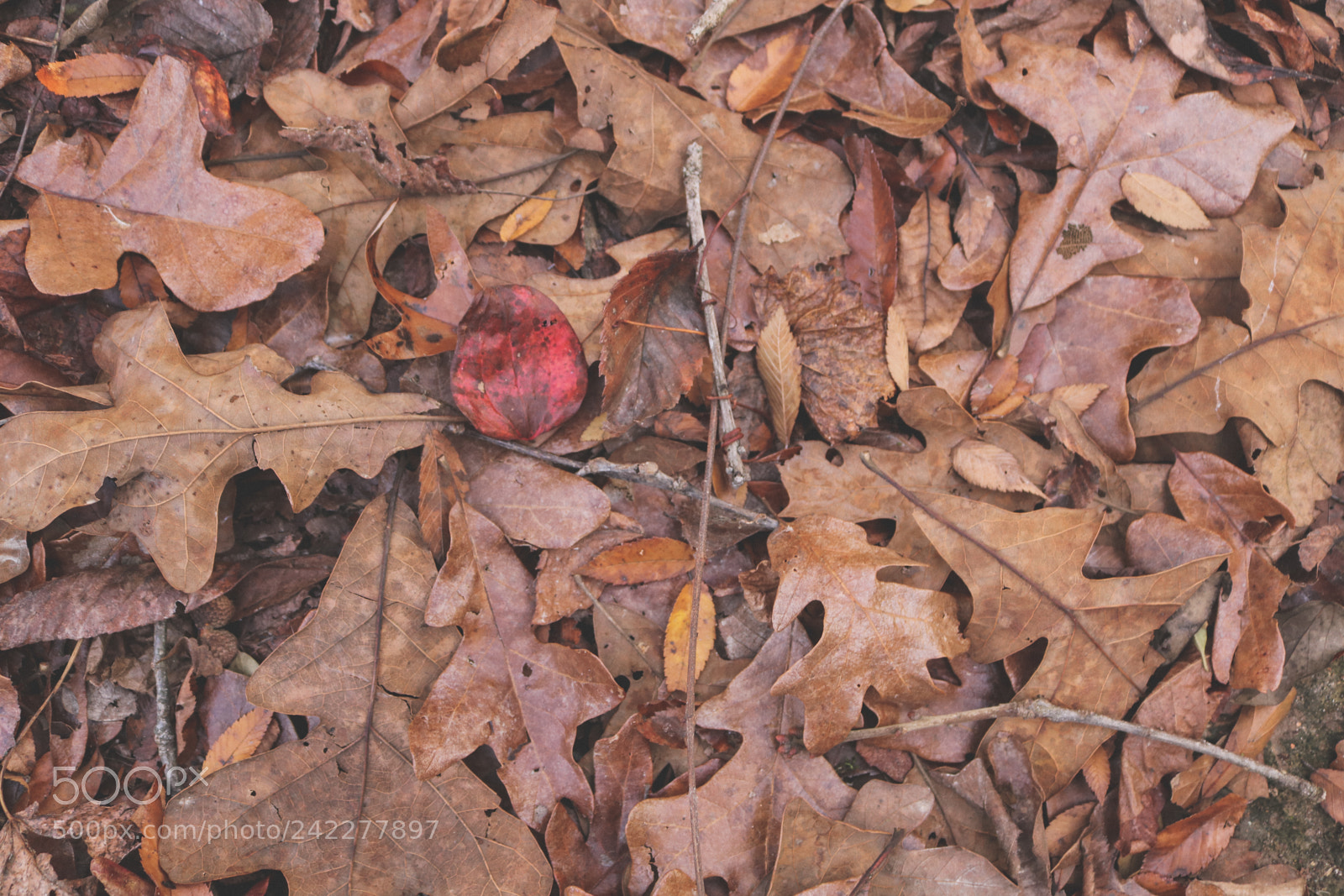 Canon EOS 750D (EOS Rebel T6i / EOS Kiss X8i) sample photo. Warmth photography
