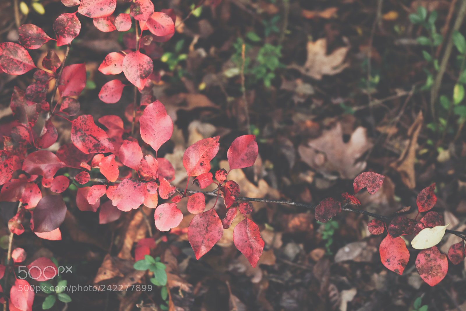 Canon EOS 750D (EOS Rebel T6i / EOS Kiss X8i) sample photo. Warmth photography