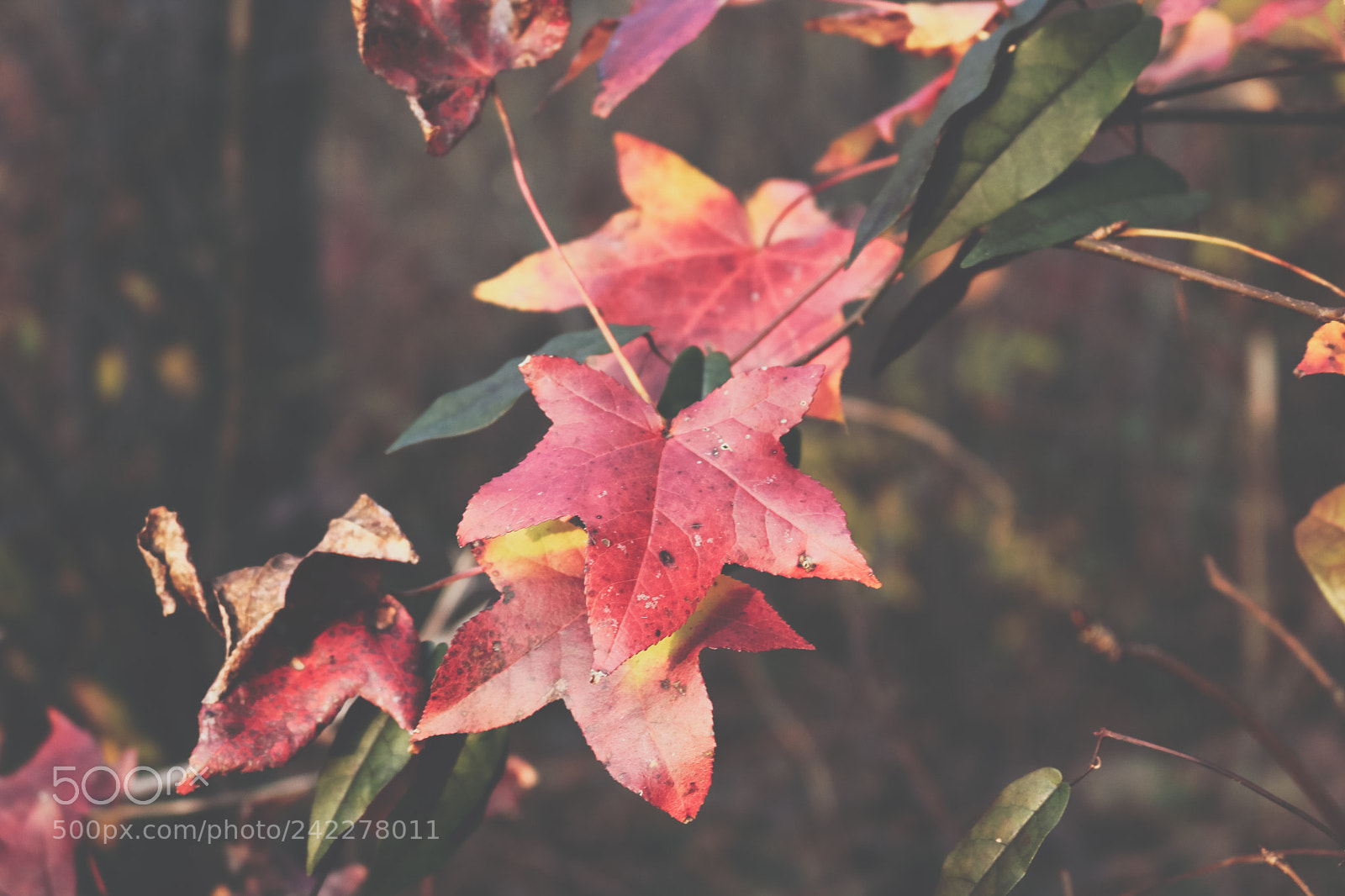 Canon EOS 750D (EOS Rebel T6i / EOS Kiss X8i) sample photo. Warmth photography