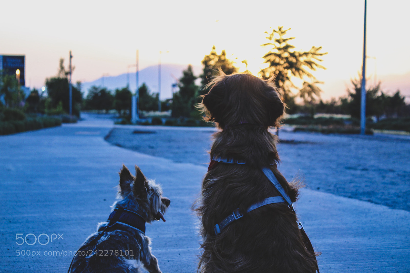 Canon EOS 1300D (EOS Rebel T6 / EOS Kiss X80) sample photo. Cooper and twista ❤️ photography