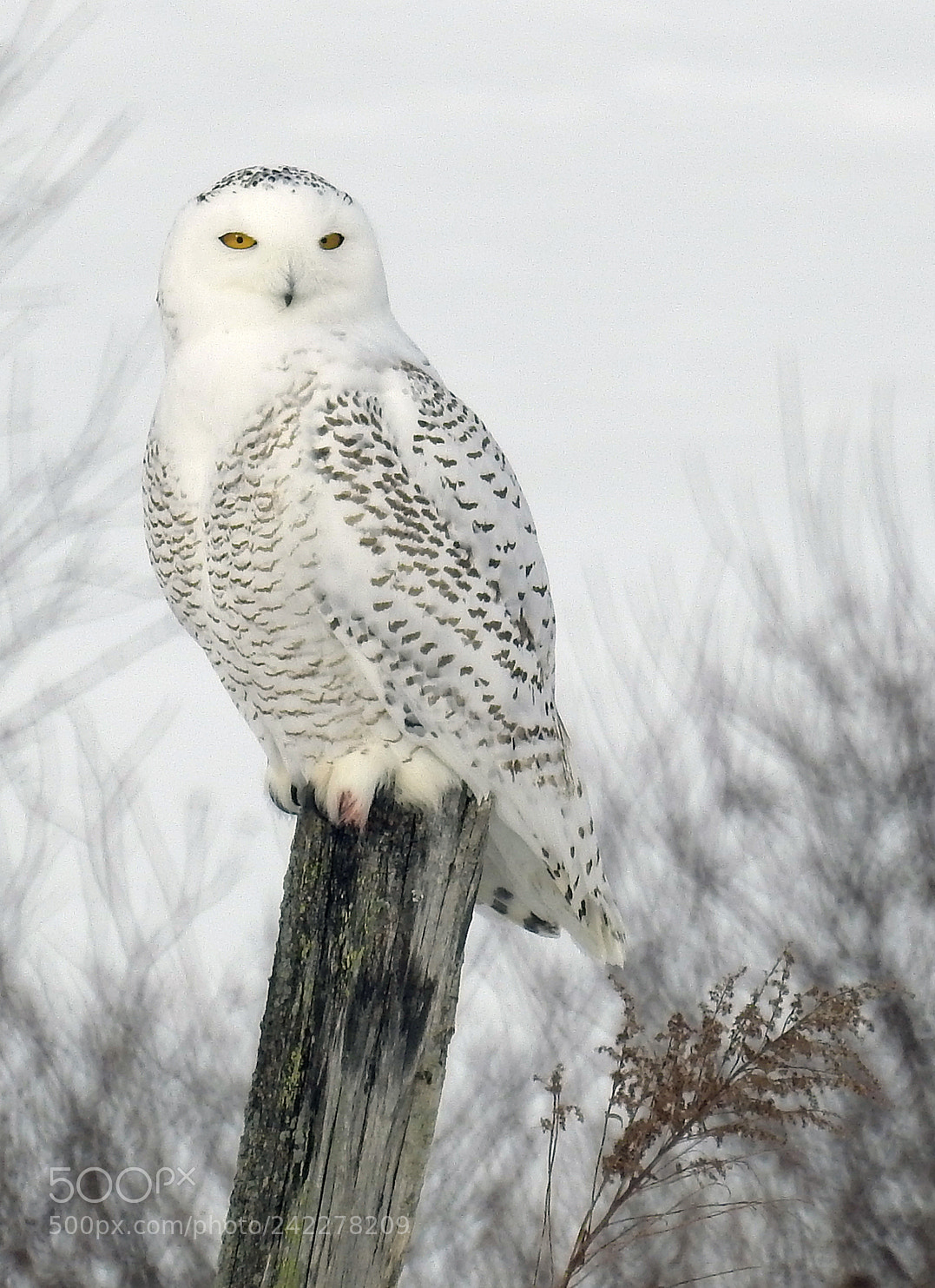 Nikon Coolpix P900 sample photo. Snowy owl photography