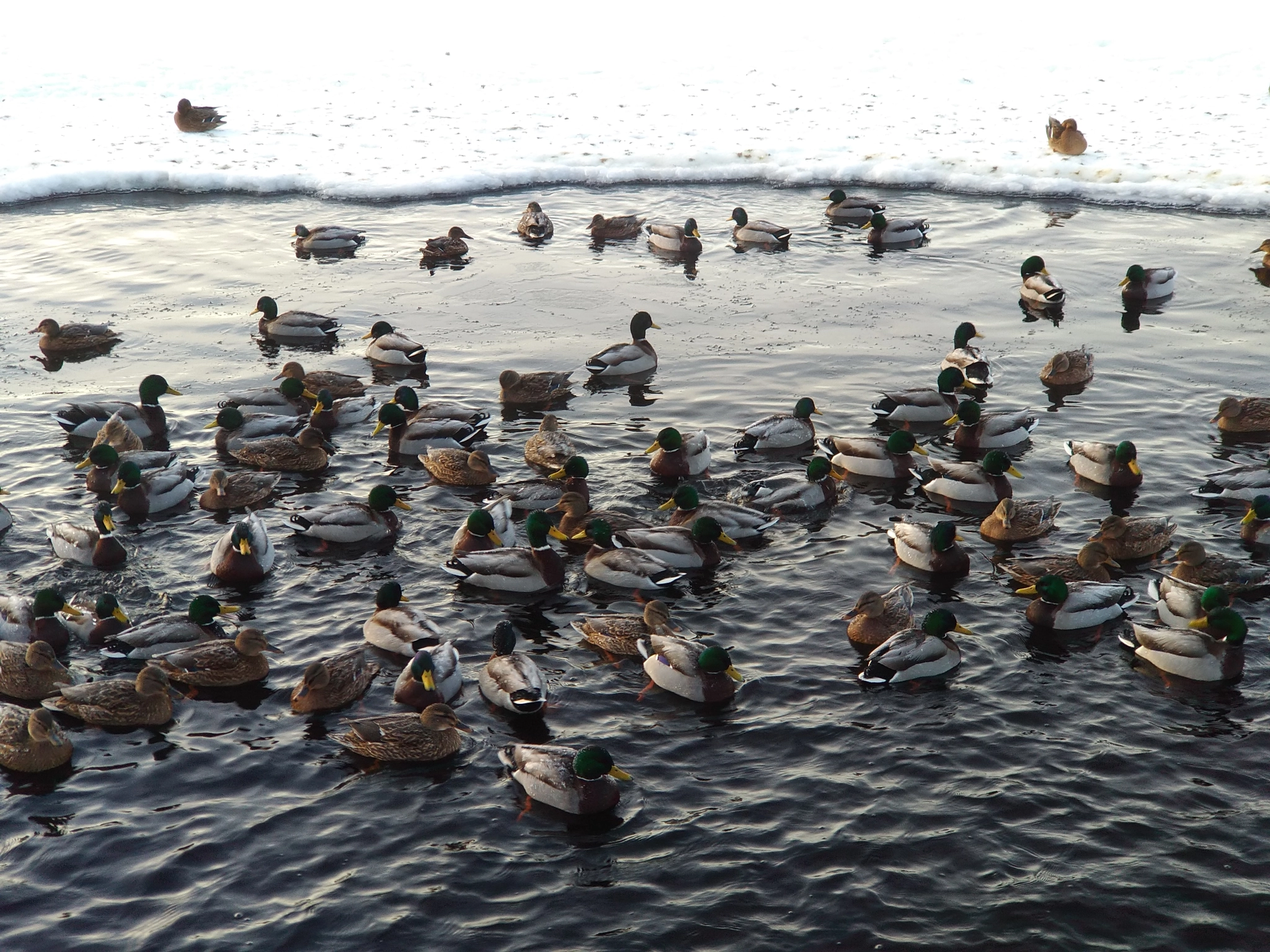 ASUS ZenFone 3 Zoom (ZE553KL) sample photo. Winter mallards, magnus lilja photography