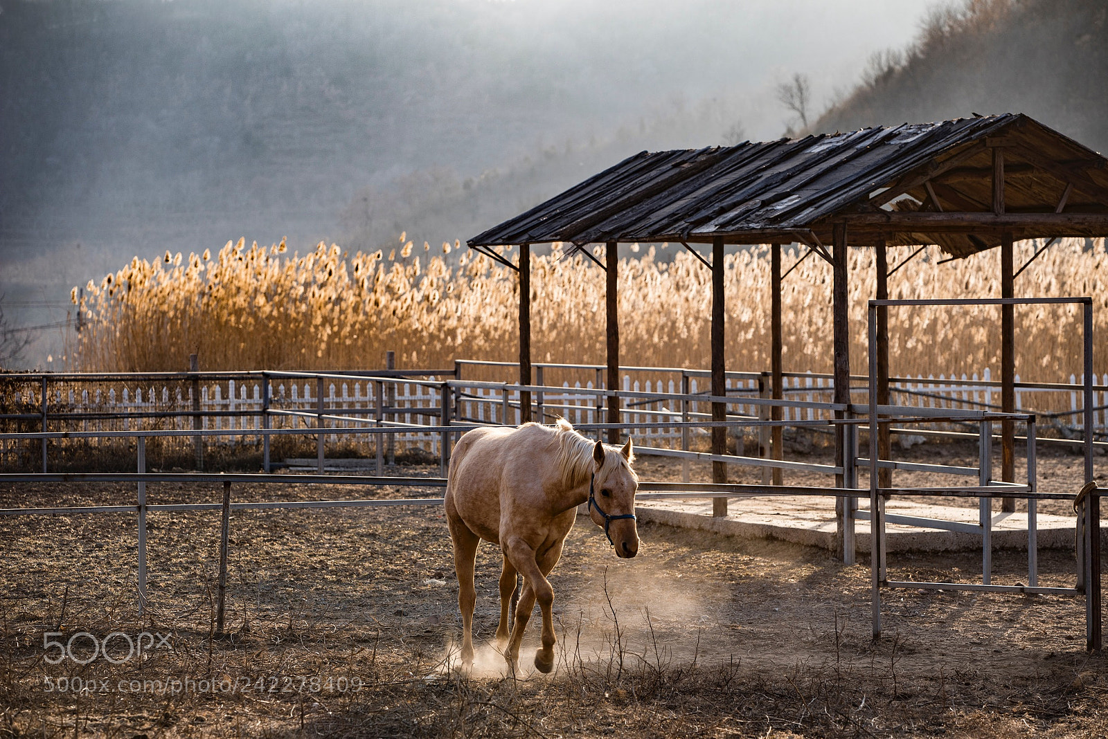 Nikon D810 sample photo. 马 photography