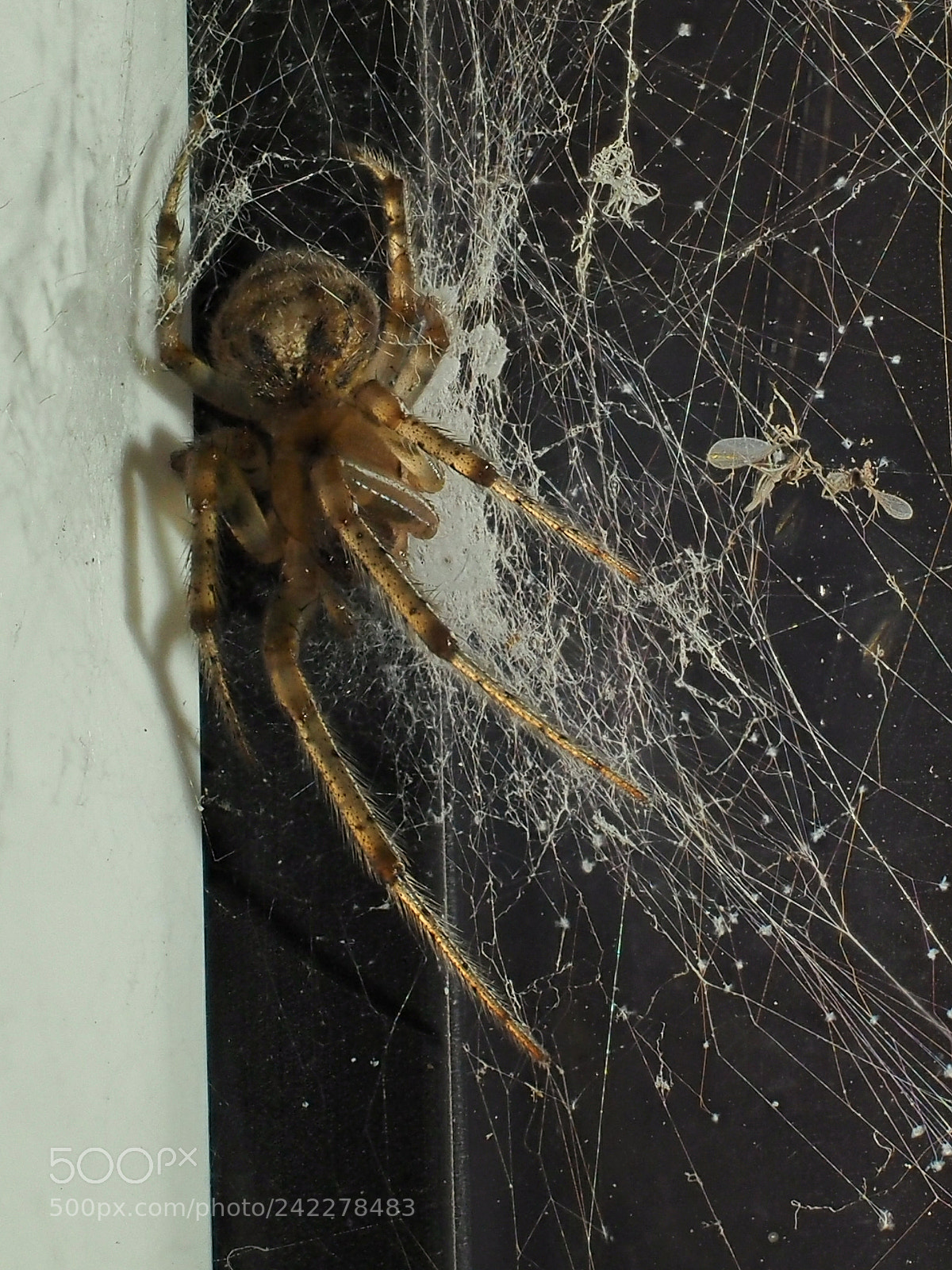 Olympus OM-D E-M1 sample photo. Spider in its web photography