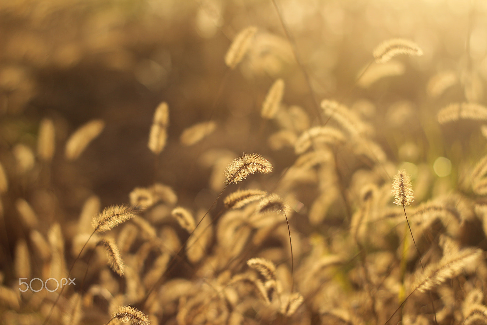 Canon EF 50mm F1.8 II sample photo. Img photography