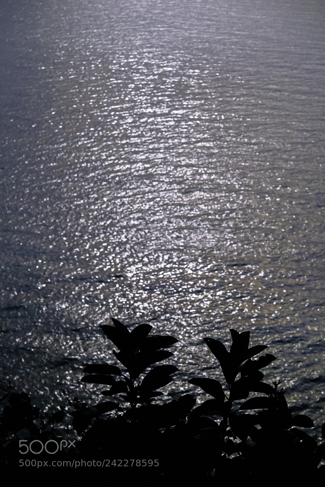 Sony a7S sample photo. Réflexion photography