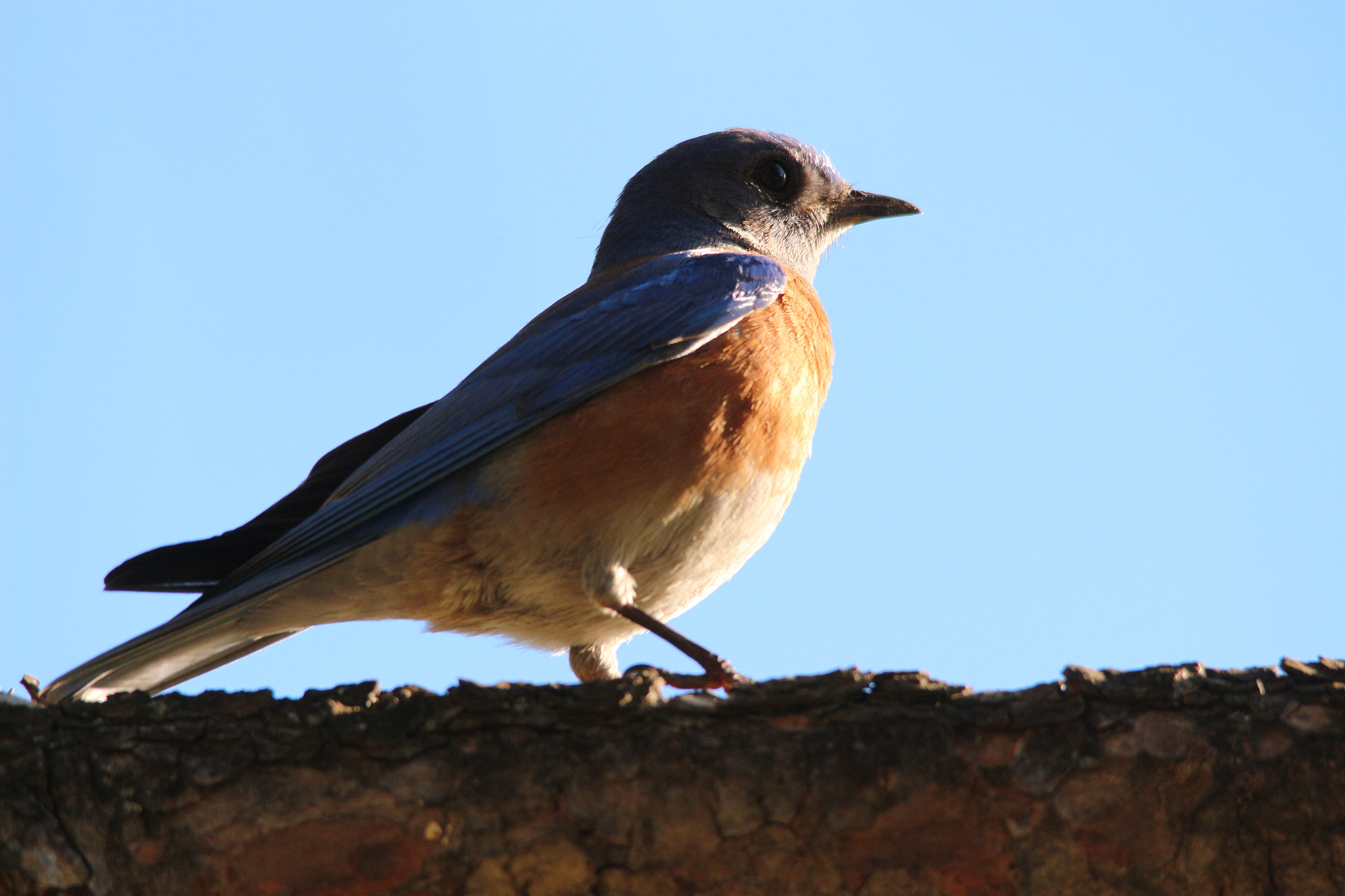 Sigma 150-500mm F5-6.3 DG OS HSM sample photo. Img photography
