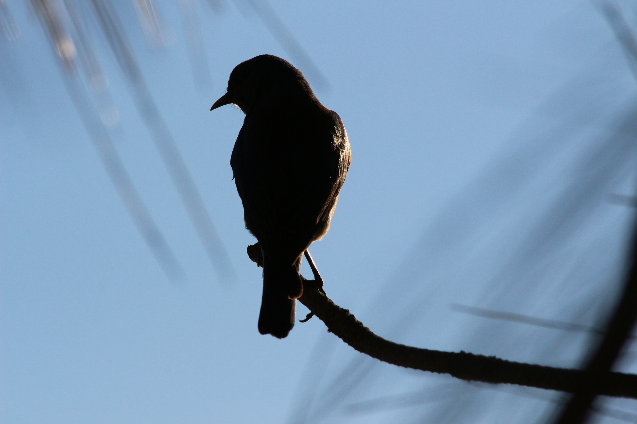 Sigma 150-500mm F5-6.3 DG OS HSM sample photo. Img photography
