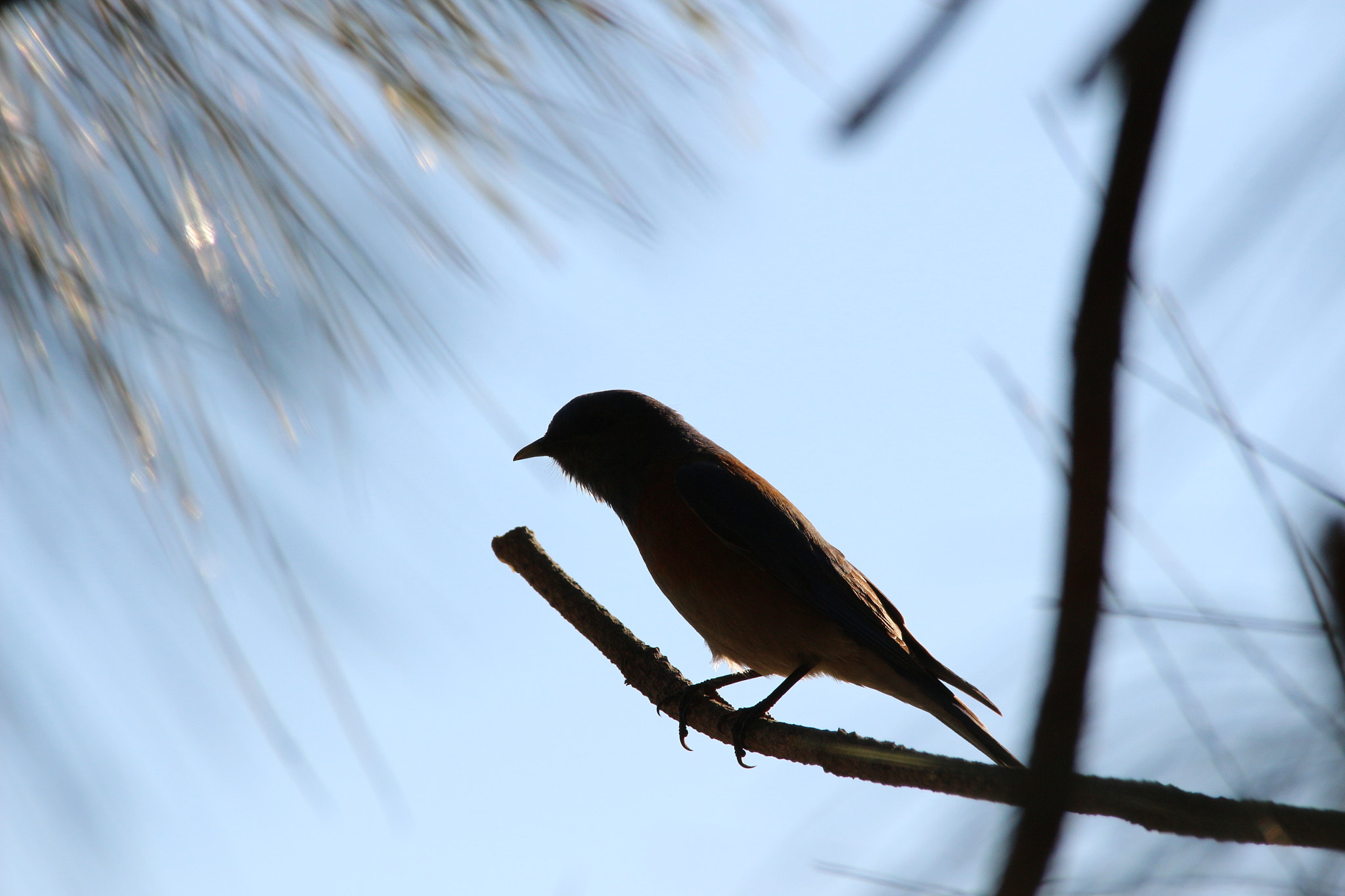 Sigma 150-500mm F5-6.3 DG OS HSM sample photo. Img photography