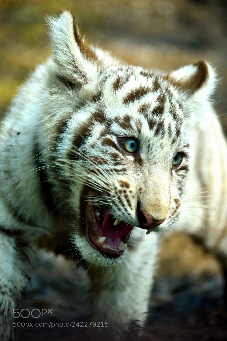 Nikon D3200 sample photo. Tiger photography