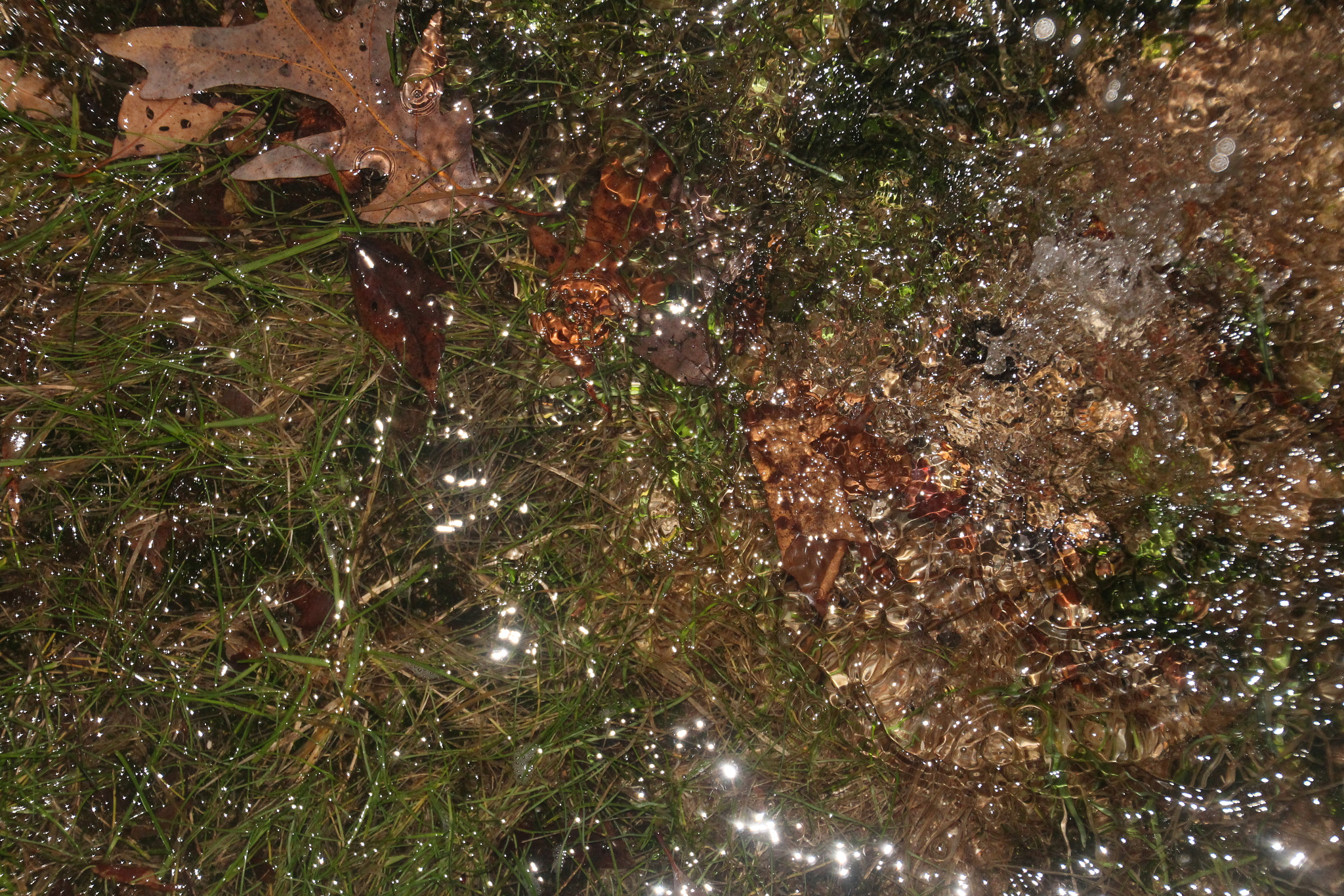 Canon EOS 1200D (EOS Rebel T5 / EOS Kiss X70 / EOS Hi) sample photo. Puddle forming. 水坑成形。 formación de charcos photography