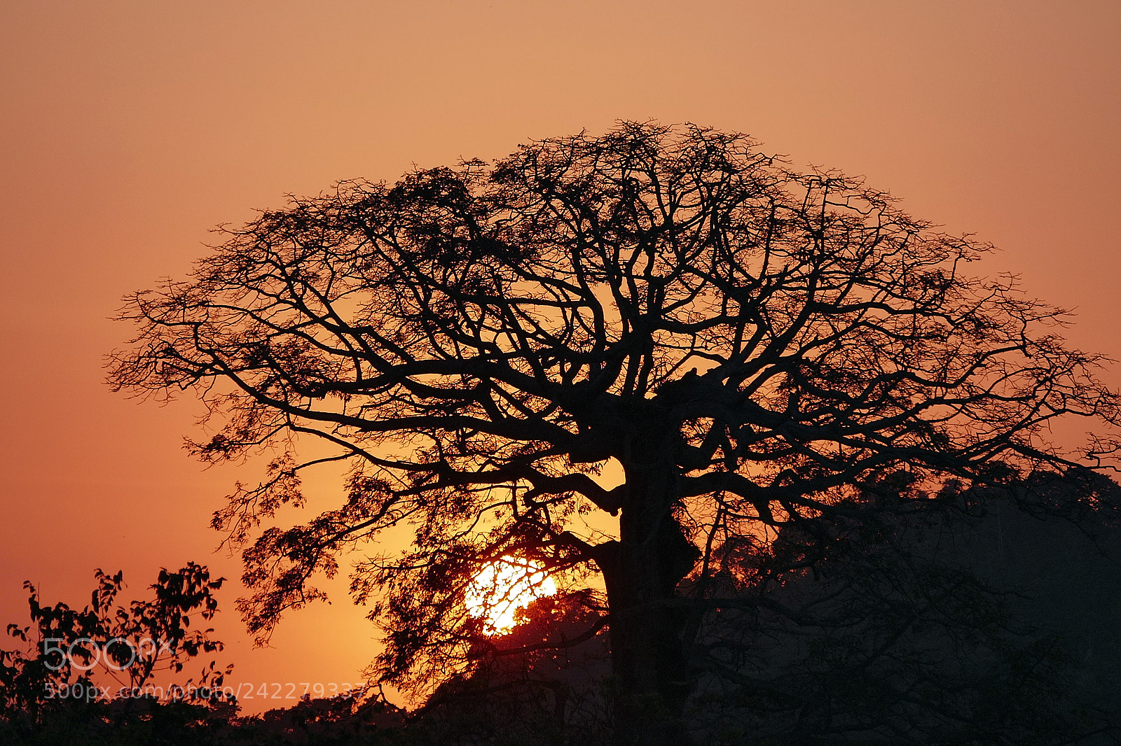 Leica V-Lux (Typ 114) sample photo. Arbol y sol photography