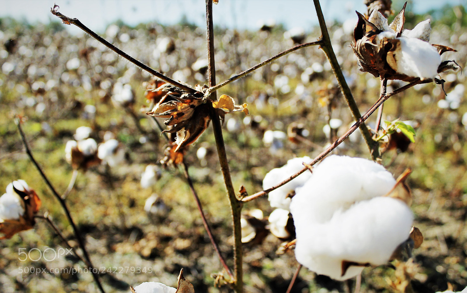 Canon EOS 1100D (EOS Rebel T3 / EOS Kiss X50) sample photo. Alabama cotton fields photography