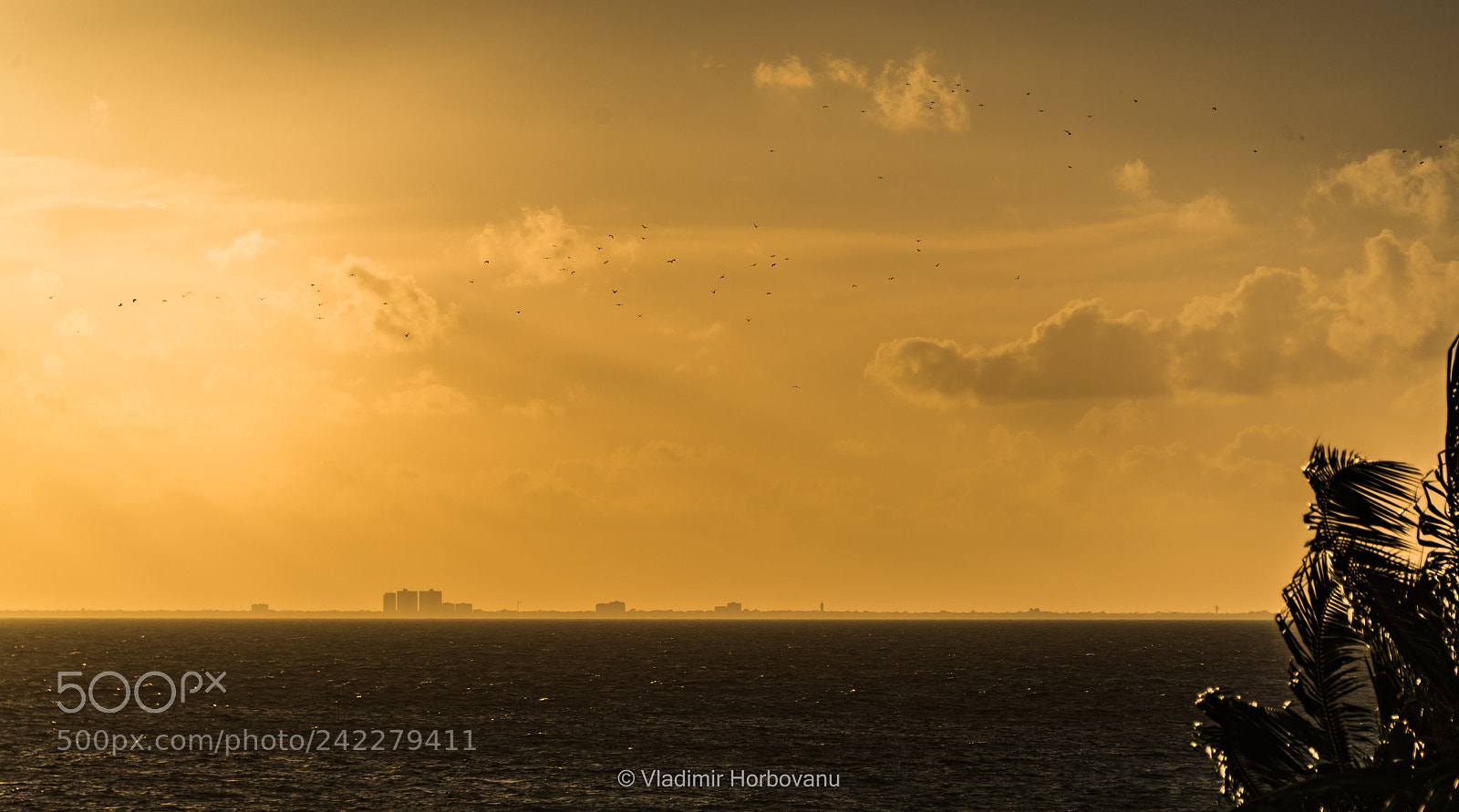 Nikon D810 sample photo. Birds over cozumel photography