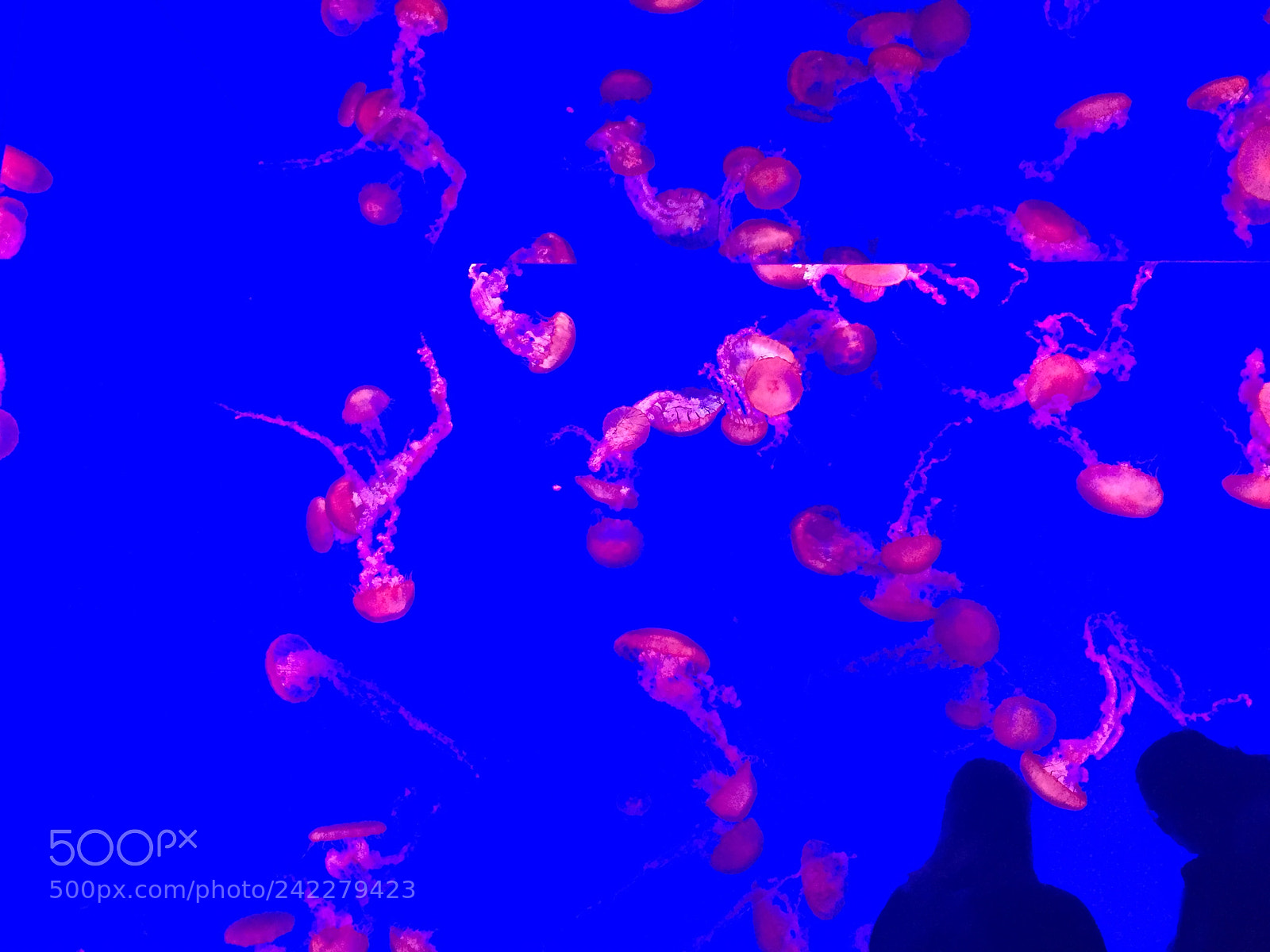 Apple iPhone 6 sample photo. Jellyfish photography
