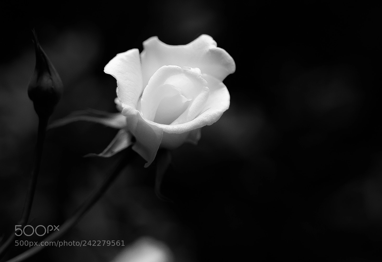 Fujifilm GFX 50S sample photo. W h i t photography