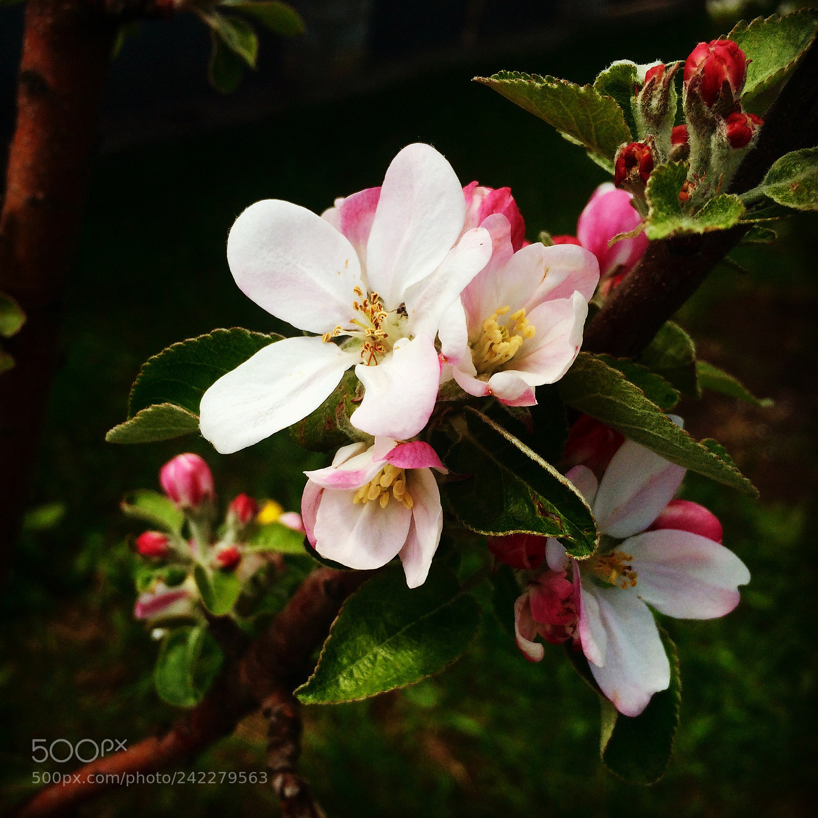 Apple iPhone 5s sample photo. Cherry’s flower photography