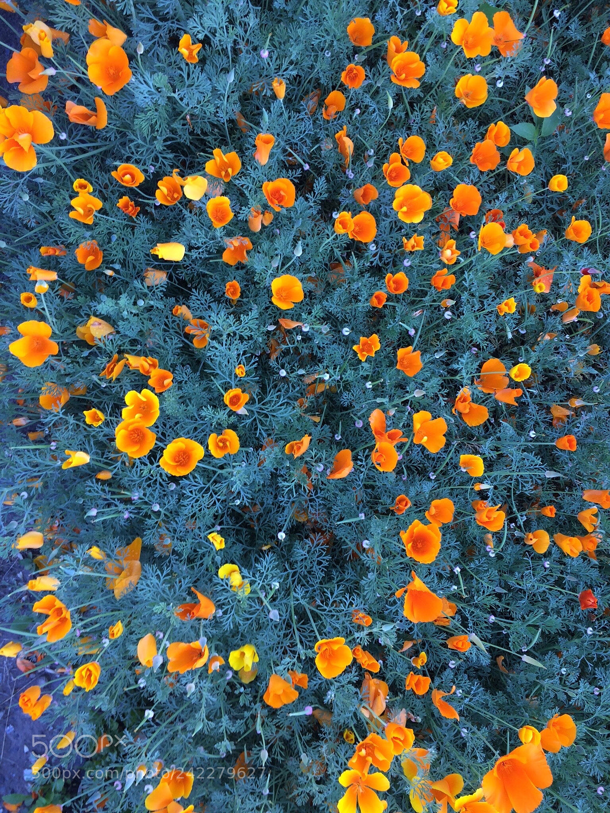 Apple iPhone 5s sample photo. Flowers photography