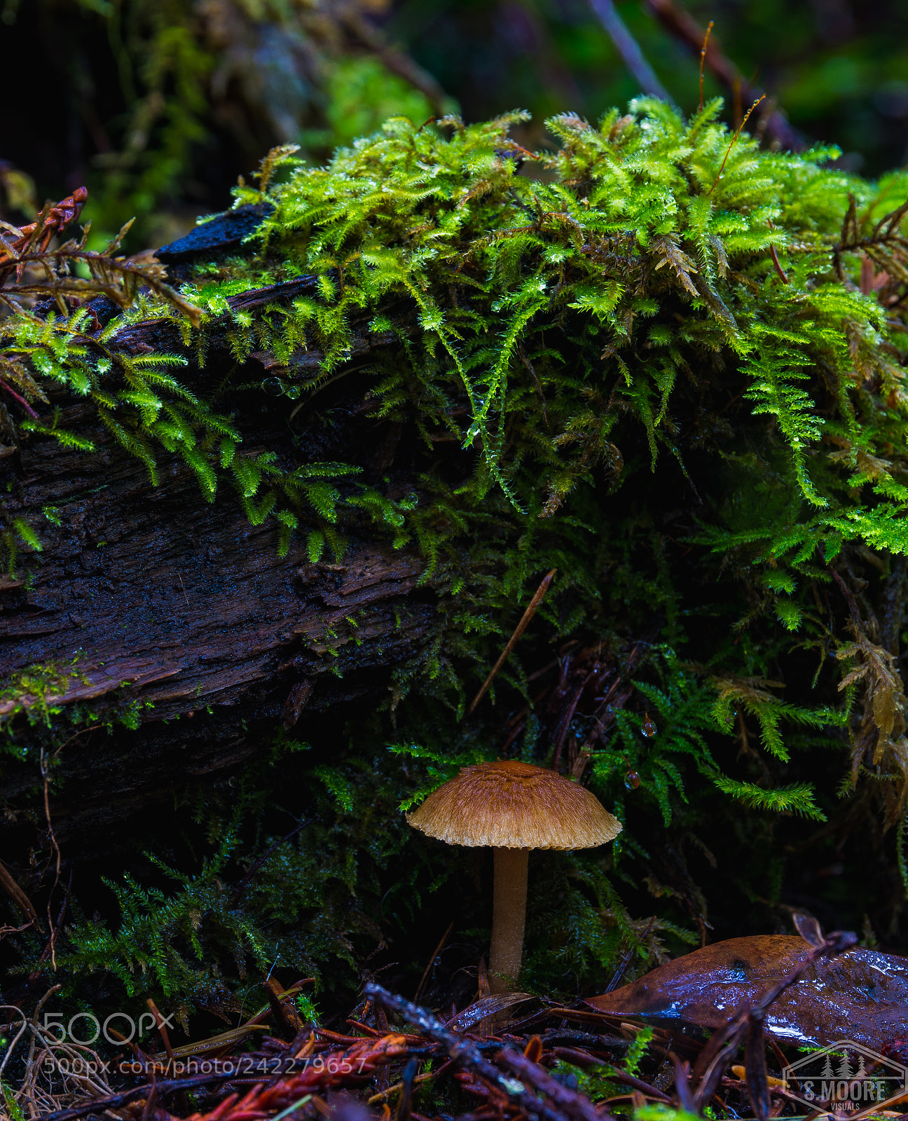 Nikon D7200 sample photo. Mossy roof photography