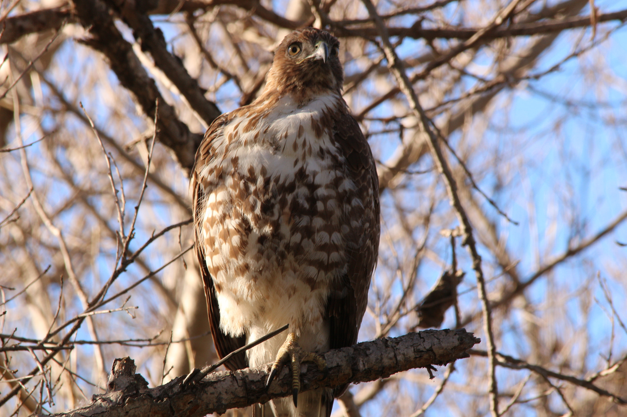 Sigma 150-500mm F5-6.3 DG OS HSM sample photo. Img photography