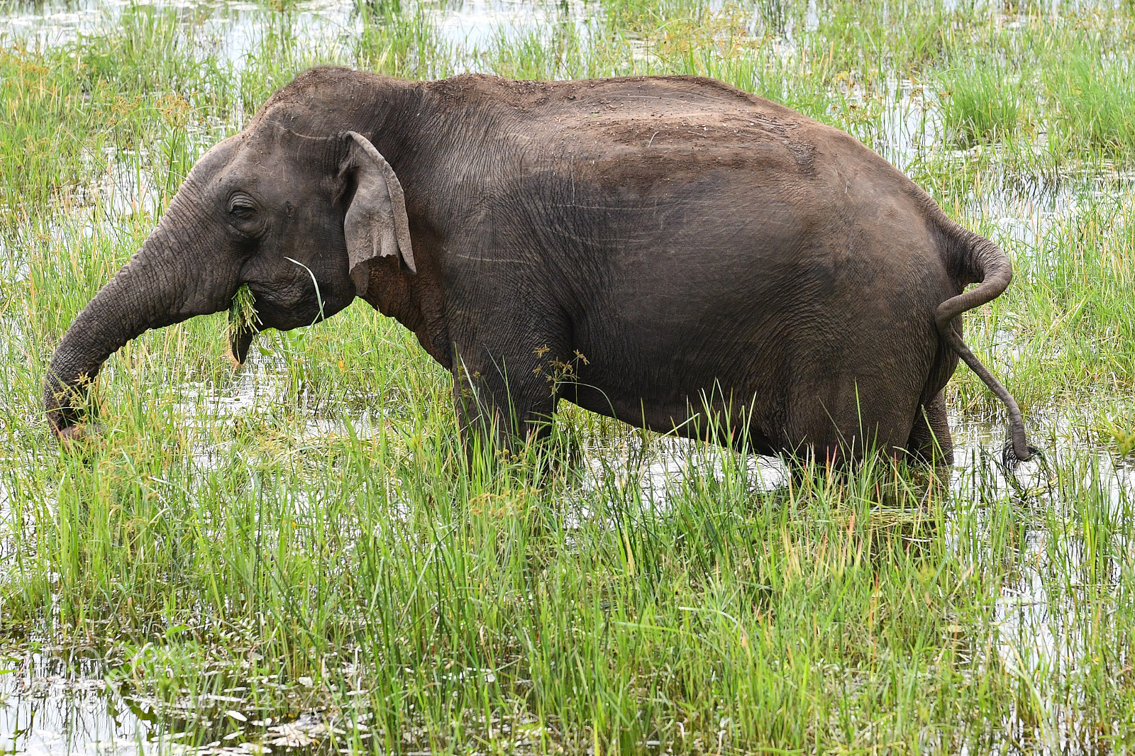 Nikon D850 sample photo. Elephant in yala national photography