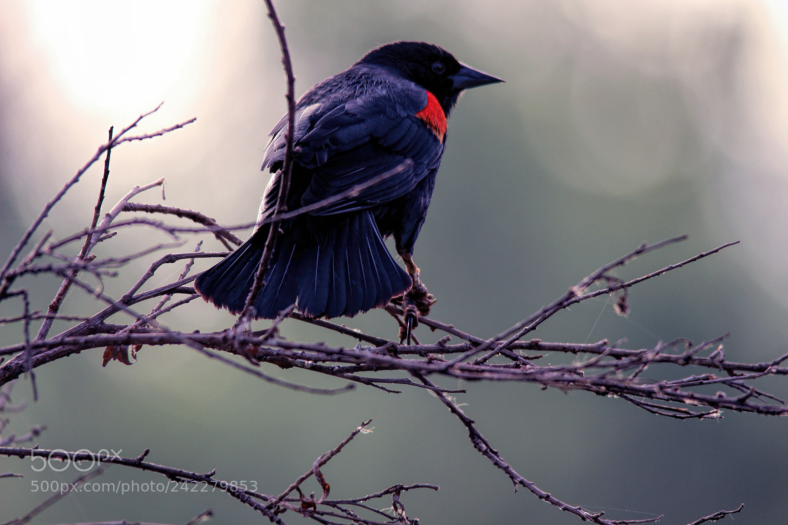 Canon EOS 650D (EOS Rebel T4i / EOS Kiss X6i) sample photo. Red wing blackbird photography