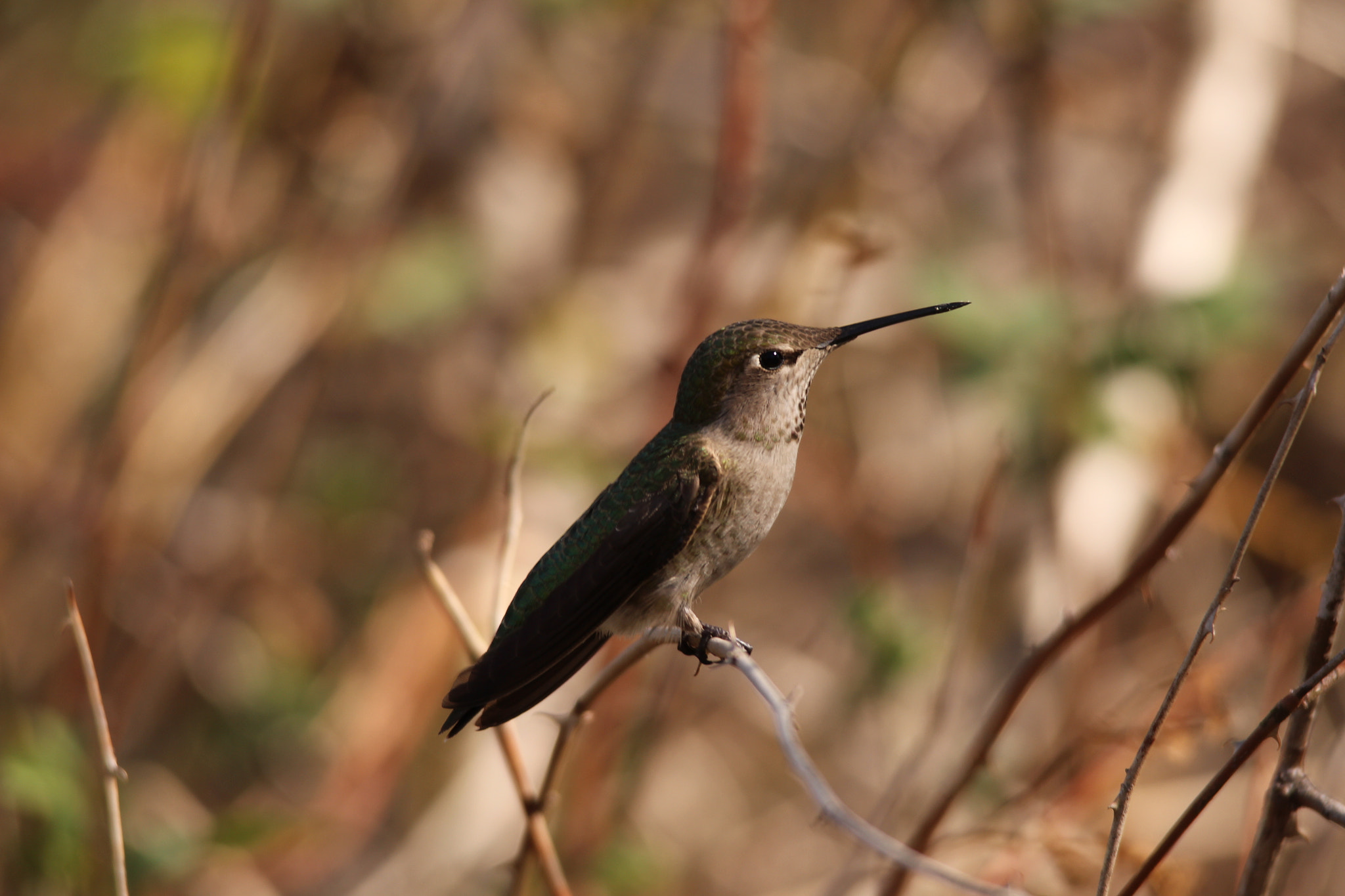 Sigma 150-500mm F5-6.3 DG OS HSM sample photo. Img photography