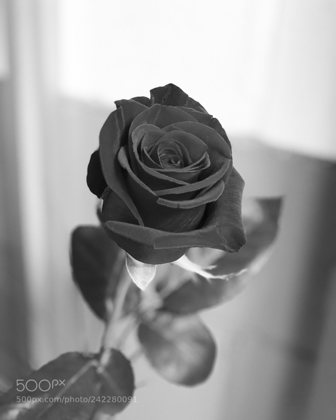 Apple iPhone 8 Plus sample photo. Rosa photography