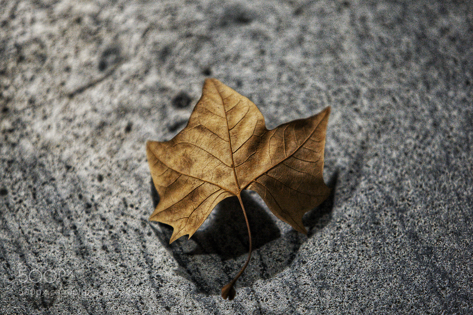 Canon EOS-1D Mark III sample photo. Fallen leaf photography