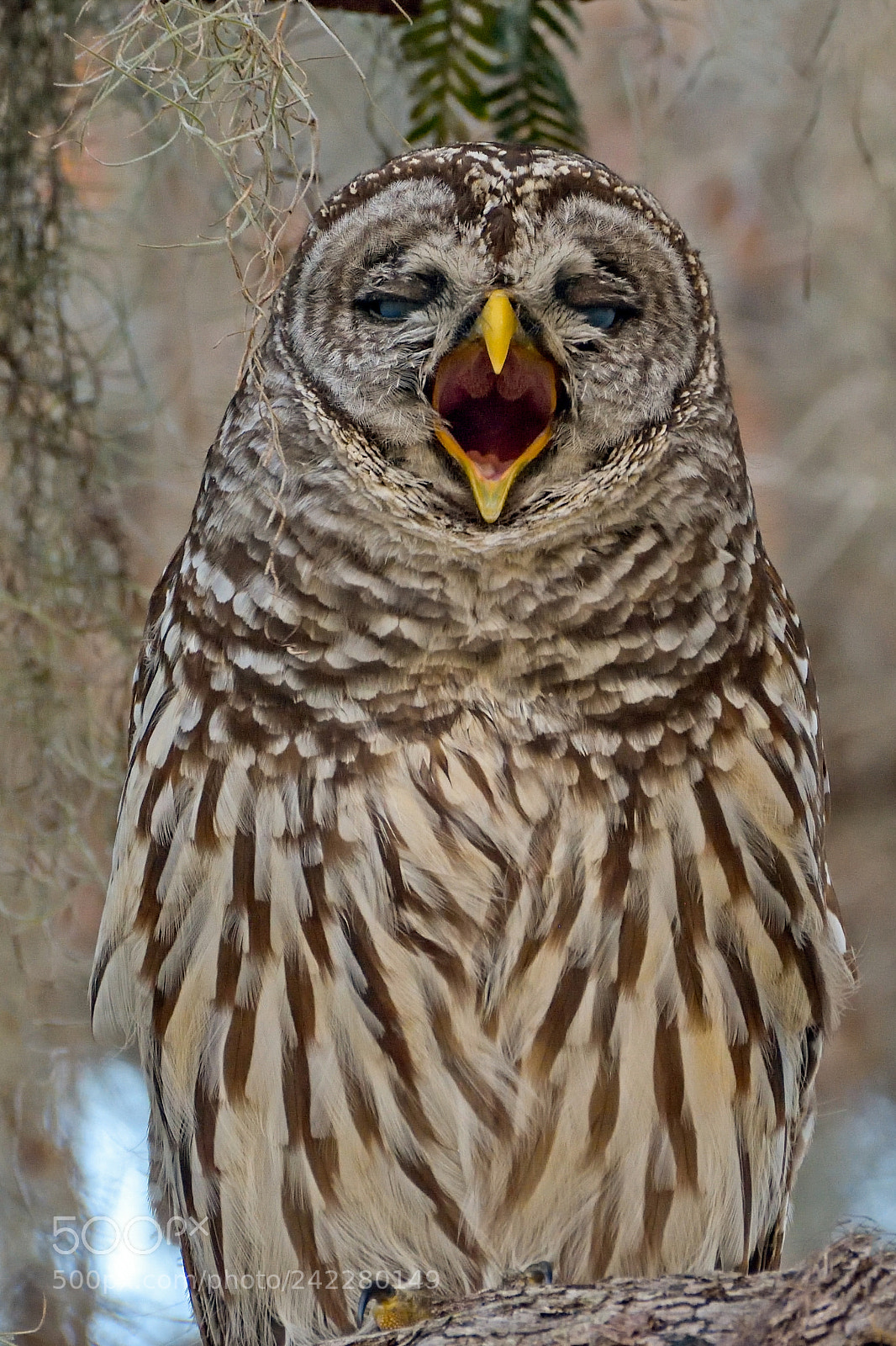 Nikon D7200 sample photo. Barred owl photography