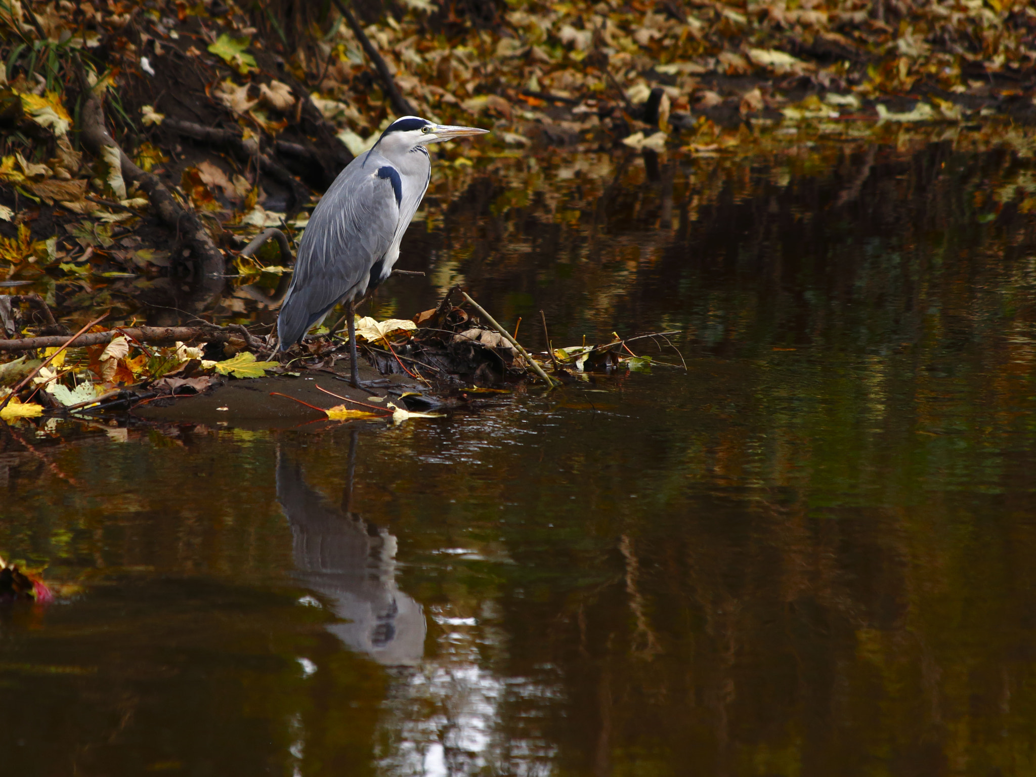 Canon EF 70-300mm F4-5.6 IS USM sample photo. Autumn heron photography
