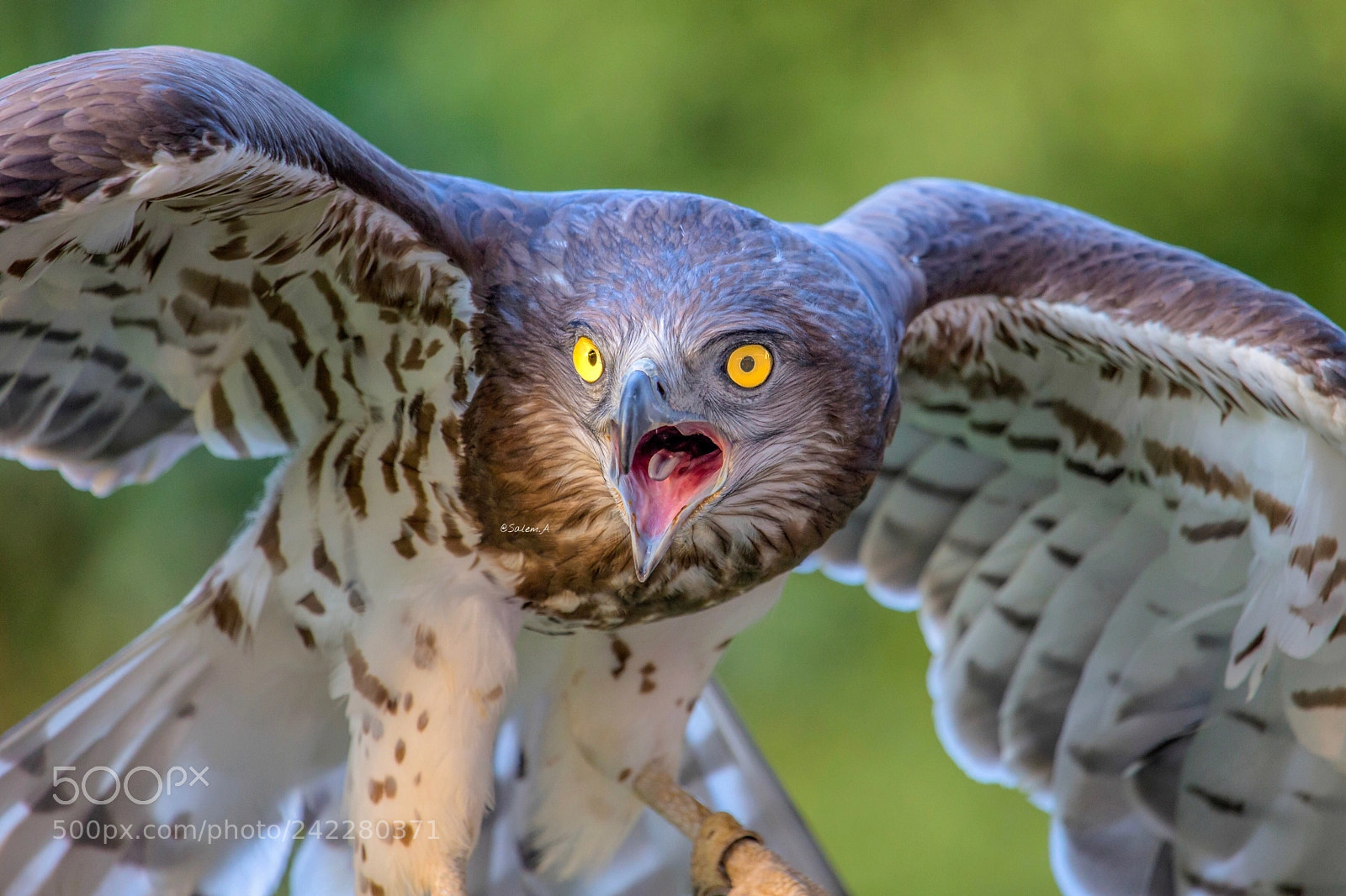 Canon EOS-1D X sample photo. Birds show in al photography