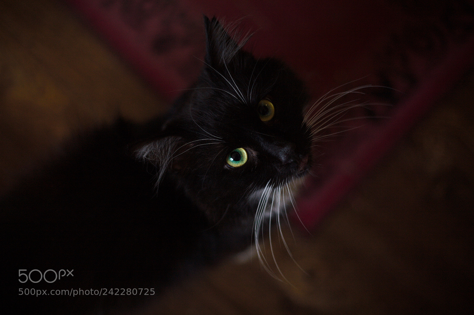 Canon EOS 5D sample photo. Look up photography