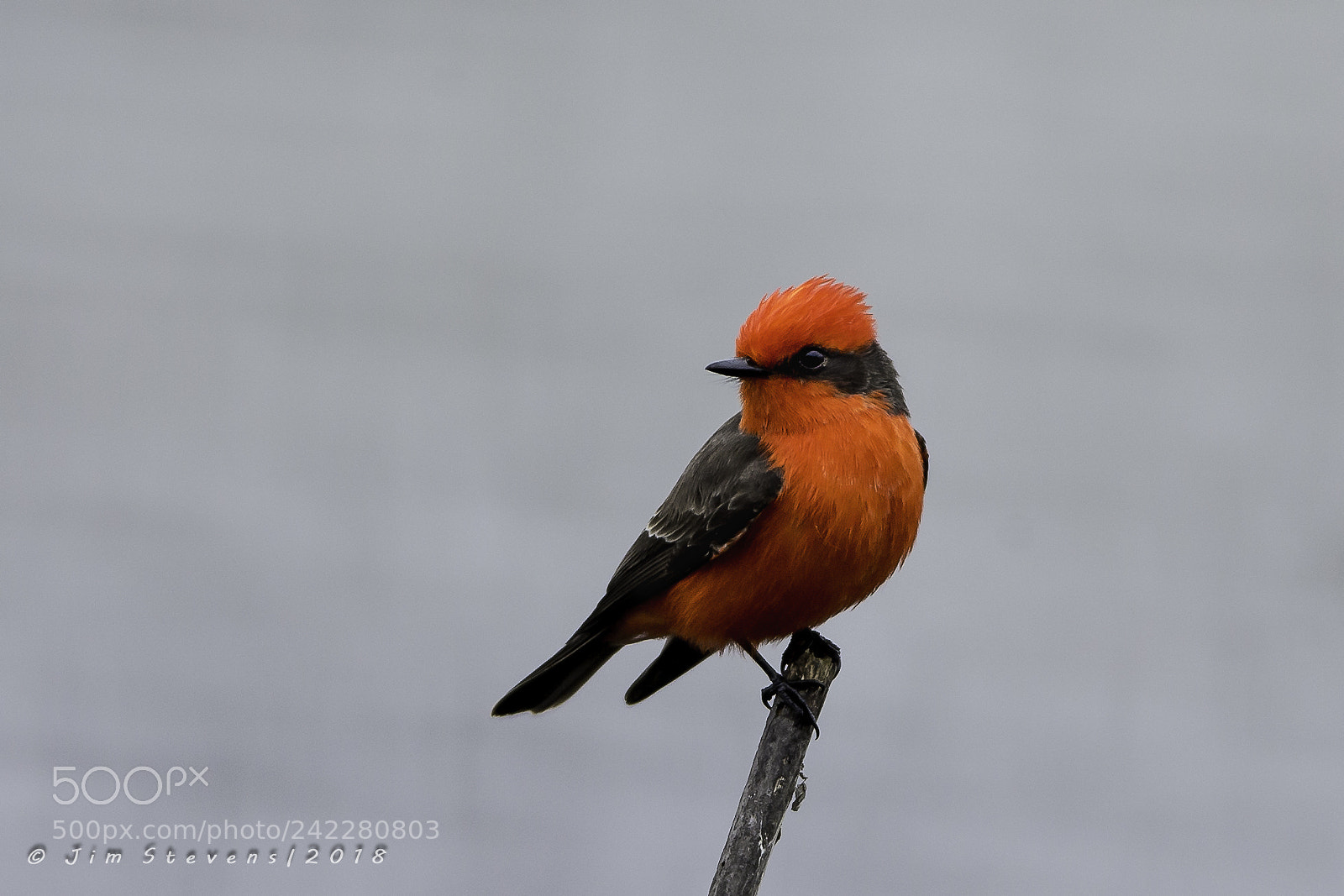 Canon EOS-1D X sample photo. Vermillion flycatcher photography