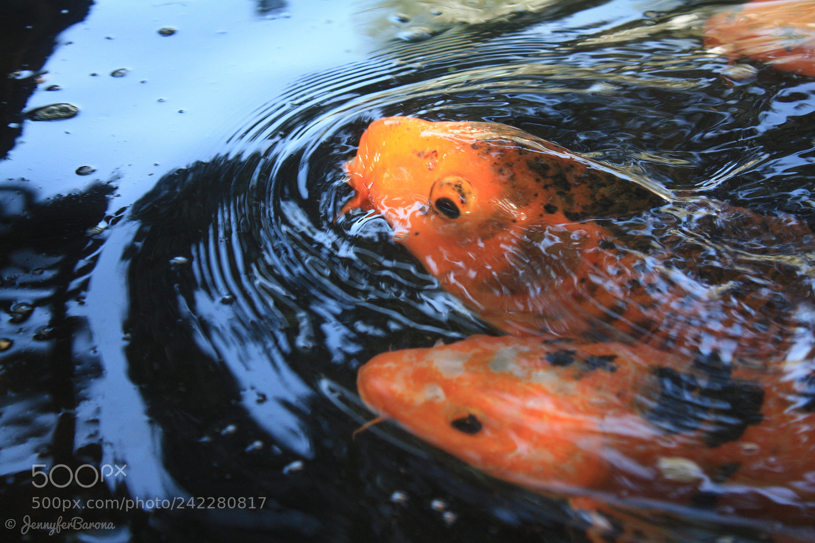 Canon EOS 450D (EOS Rebel XSi / EOS Kiss X2) sample photo. Peces koi photography