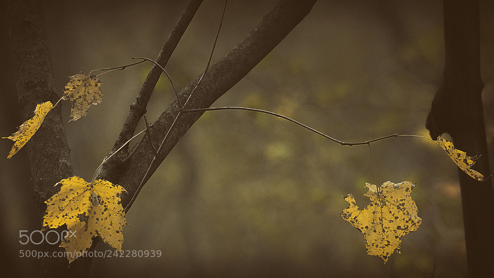 Canon EOS 60D sample photo. Memories of autumn photography