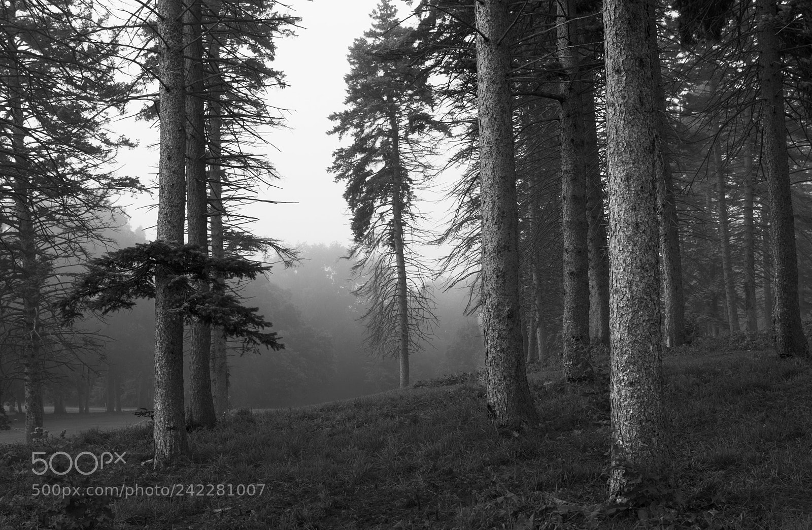 Nikon D3200 sample photo. Sherwood forest bw photography