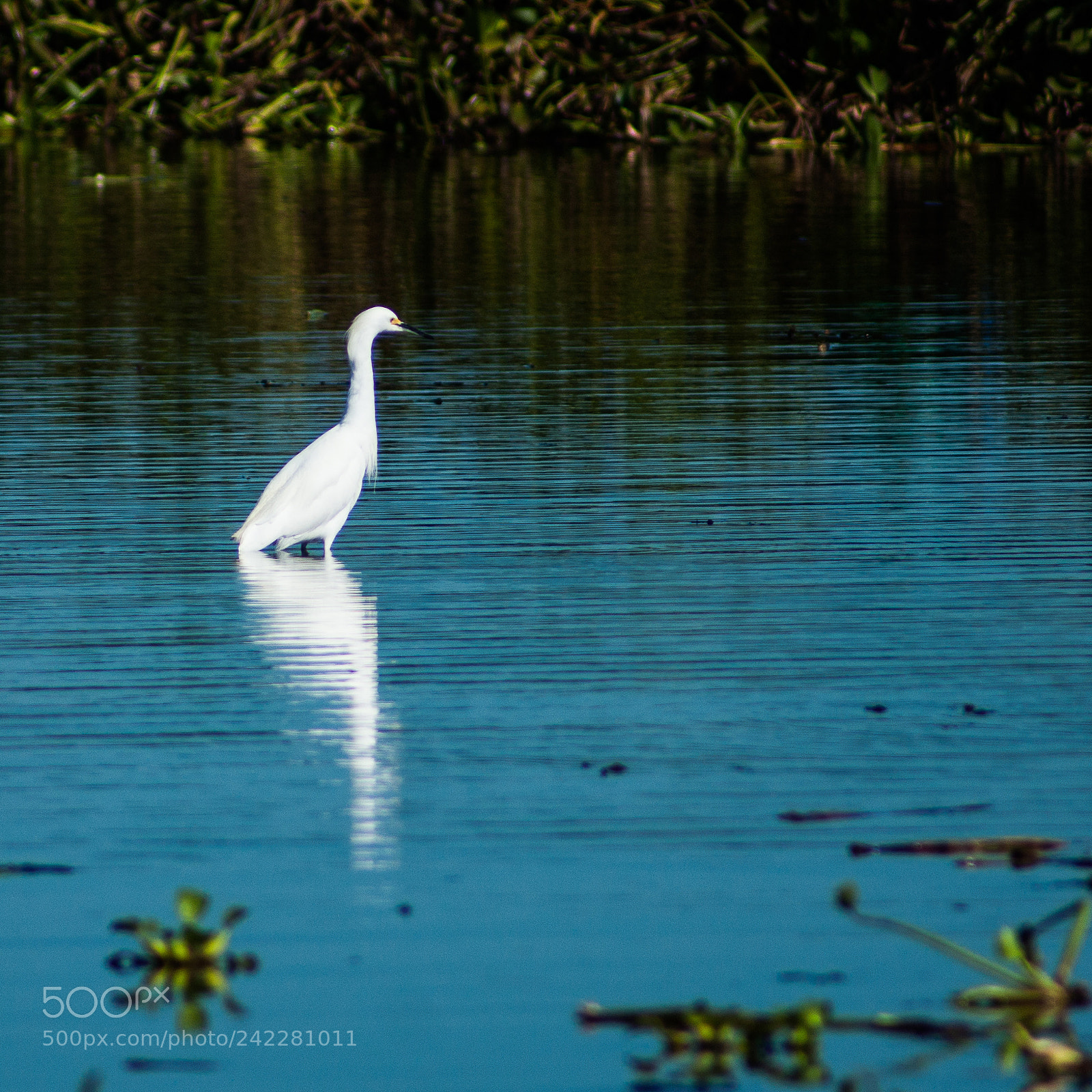 Sony Alpha DSLR-A380 sample photo. White heron walking away. photography