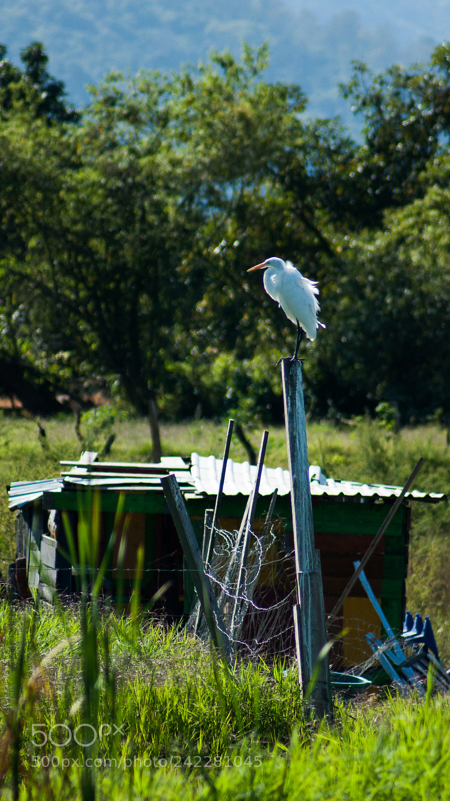 Sony Alpha DSLR-A380 sample photo. White heron standing on photography
