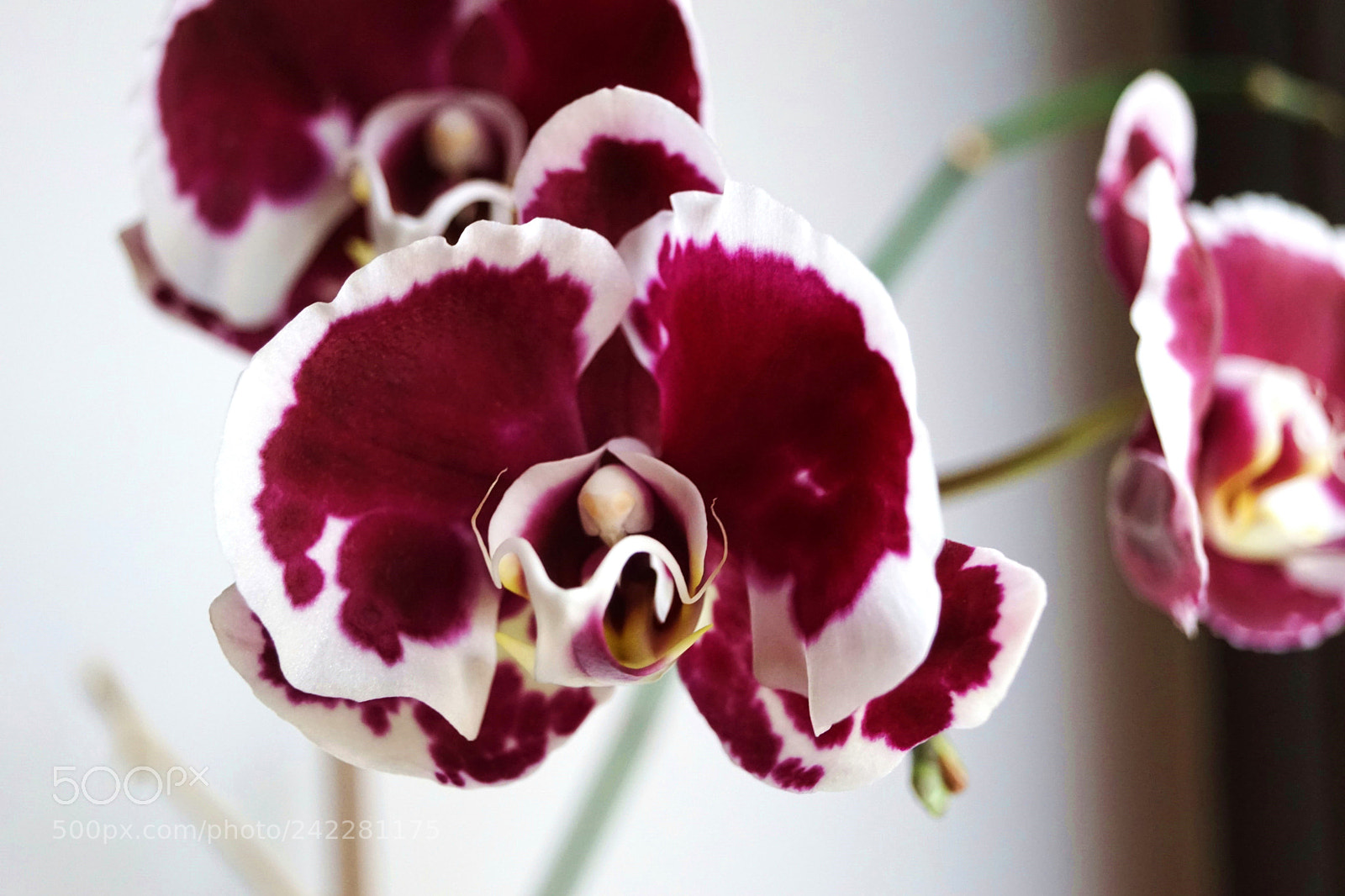 Sony SLT-A68 sample photo. My orchid photography