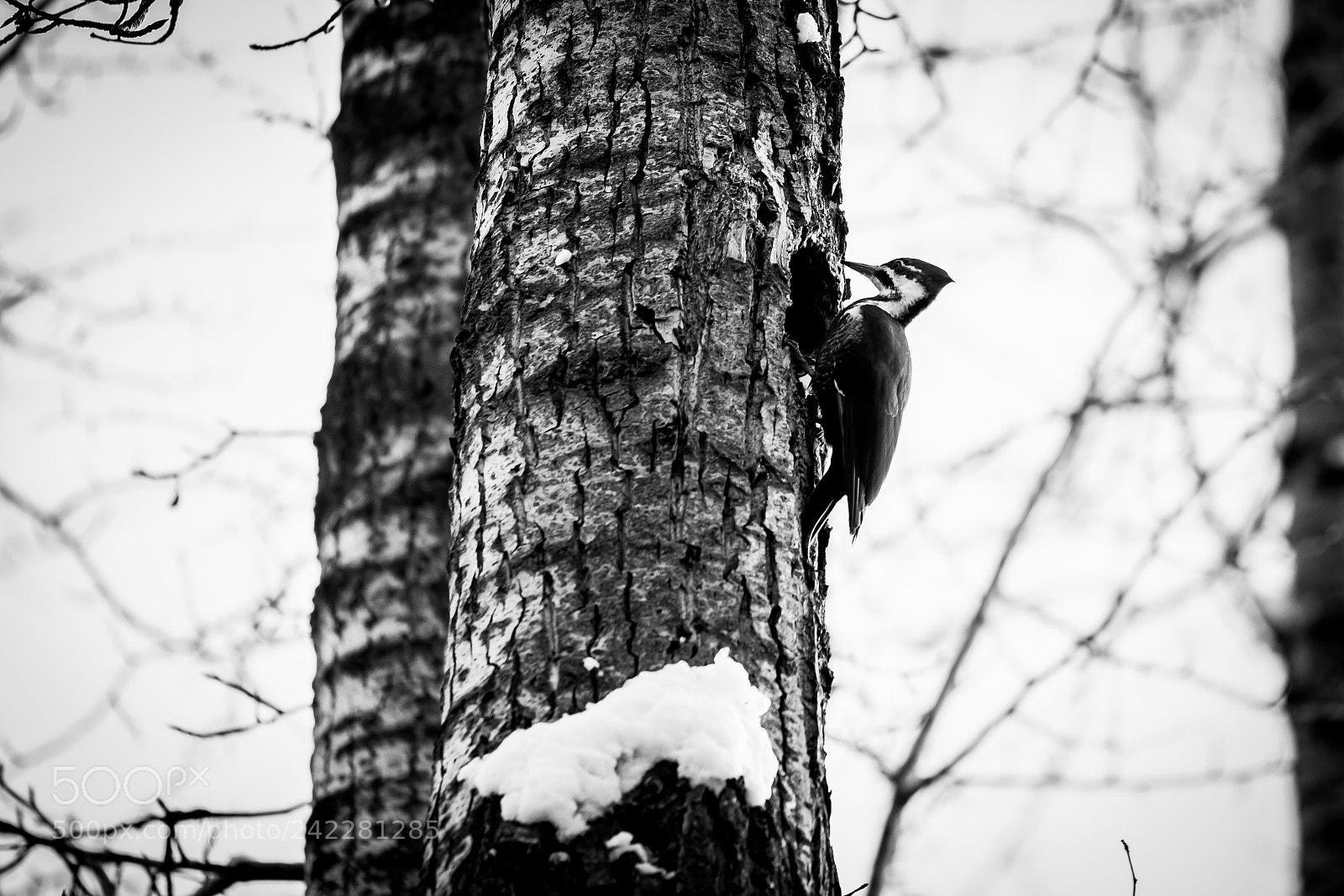 Canon EOS 700D (EOS Rebel T5i / EOS Kiss X7i) sample photo. Wood pecker photography