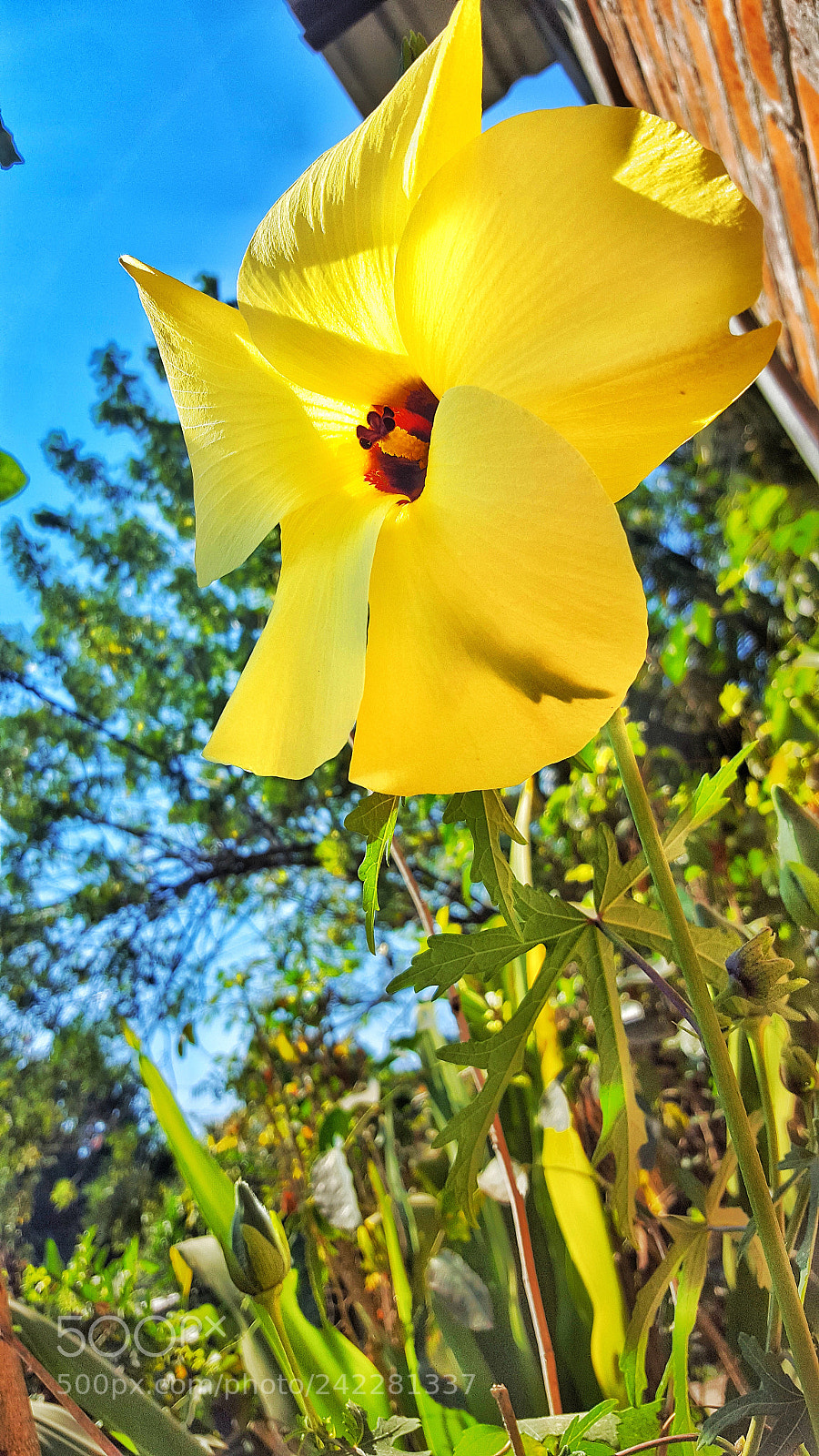 Samsung GALAXY S6 edge sample photo. Untitled photography