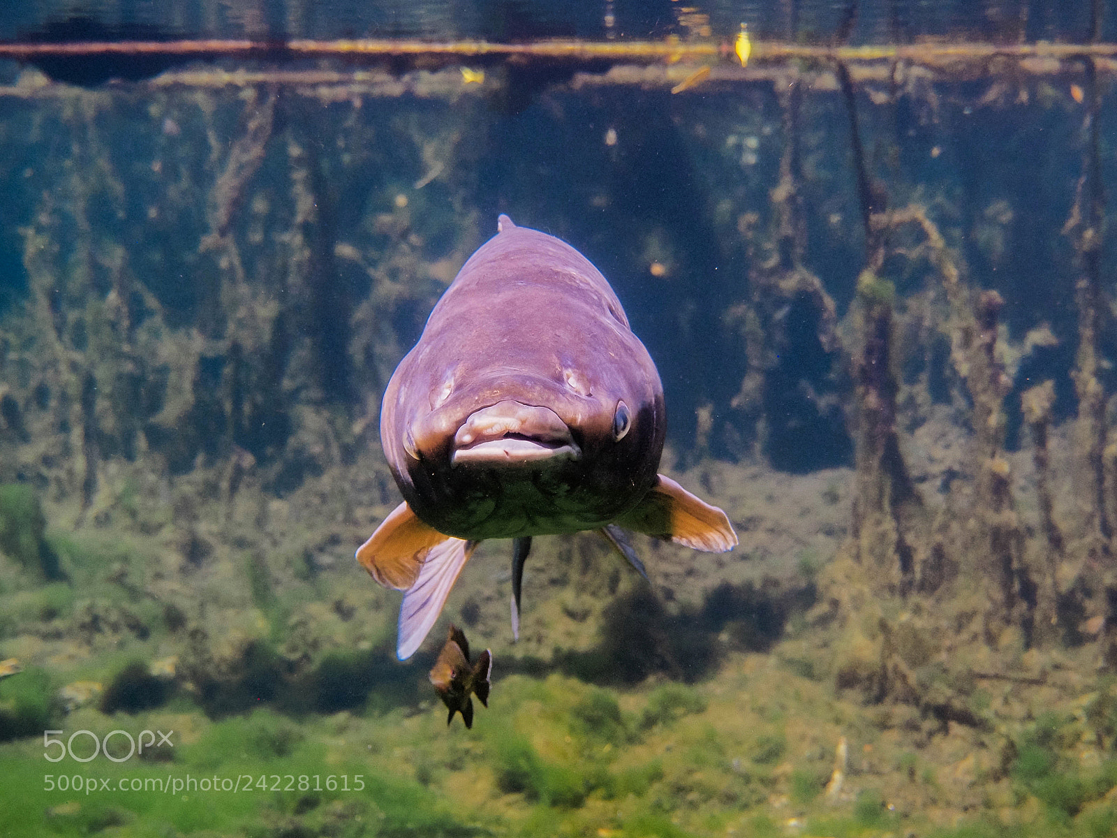 Olympus OM-D E-M5 sample photo. Grass carp collision course photography