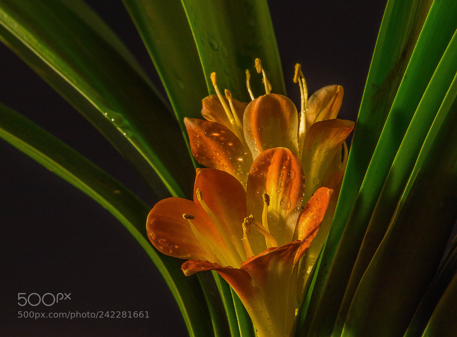Canon EOS 6D Mark II sample photo. Kaffir lily photography