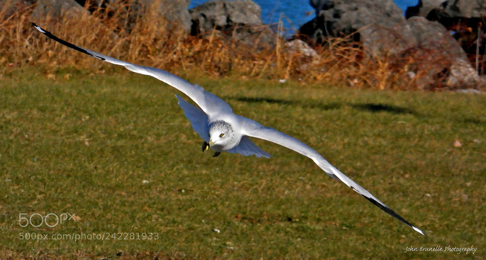 Samsung NX500 sample photo. Seagull jan 11 photography